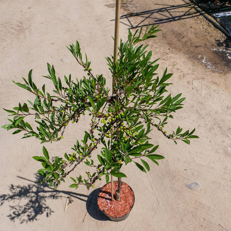 Wiśnia piaskowa płożąca szczepiona