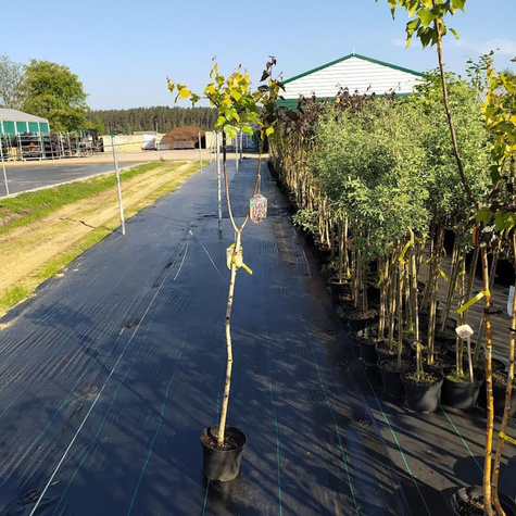 Brzoza brodawkowata Duo Purpurea i Golden Cloud (C2)