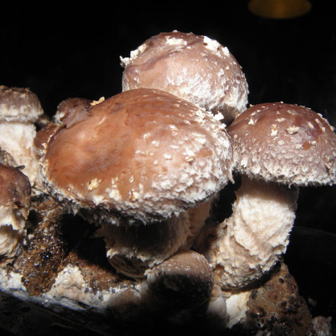 Shiitake Twardnik japoński Profesional 1kg 
