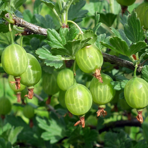 Agrest biały Rodnik w doniczce