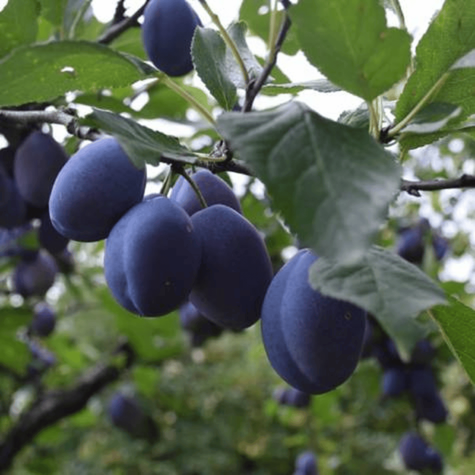 Śliwa Amers w doniczce (C2)