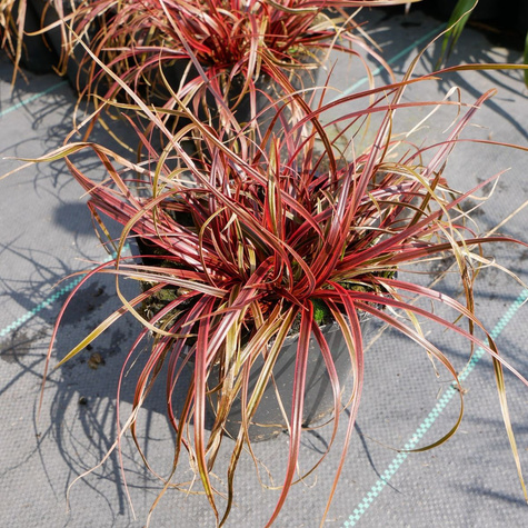 Uncinia czerwona Everflame (C2)