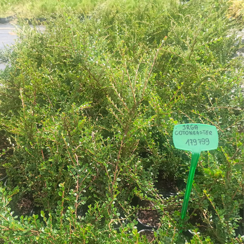 Irga karłowata Cotoneaster perpusillus (C2)