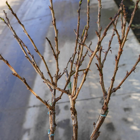 Agrest biały Triumf na pniu Plant Pack