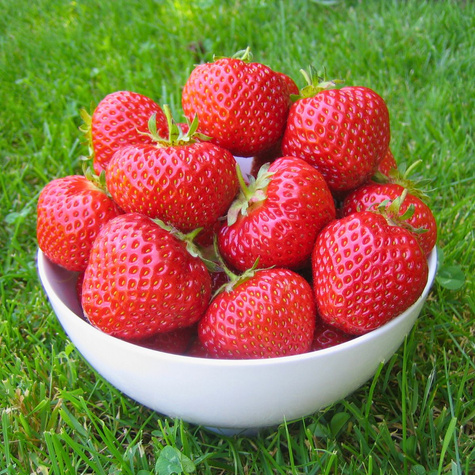 Truskawka Fenella sadzonki truskawek Frigo późna odmiana 10 szt