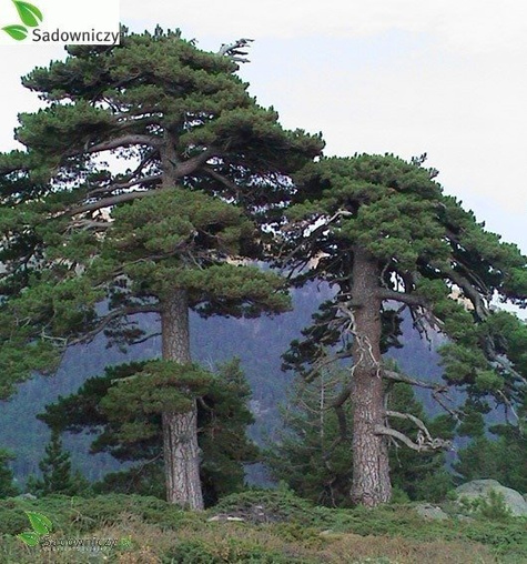 Sosna czarna 80-140 cm