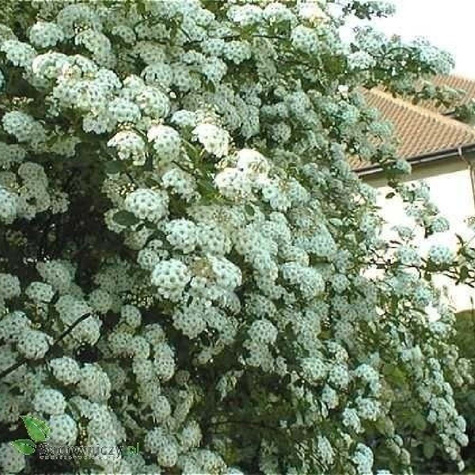 Tawuła nippońska Snowmound (P9)