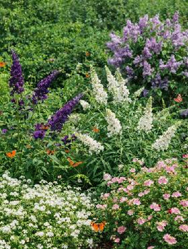 Zestaw Motyli Ogród