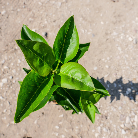 Lilak pospolity Pamięć o Wawiłowie pachnący (C2)