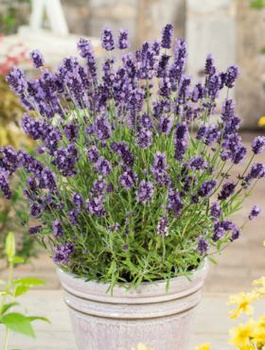 Zestaw Lawenda wąskolistna Ellagance purple 6 szt
