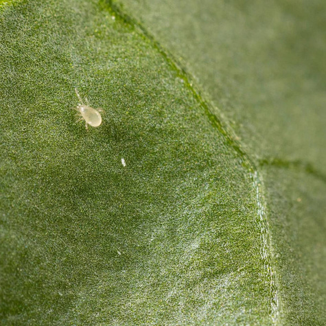 Anso Mite Drapieżny roztocz 125 000