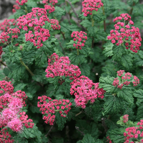 Tawuła japońska Bullata (C2)