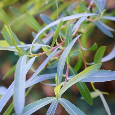 Wierzba purpurowa Pendula