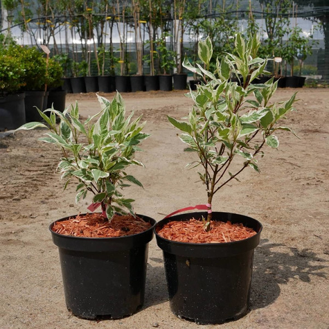 Dereń biały IVORY HALO Bailhalo (C2)