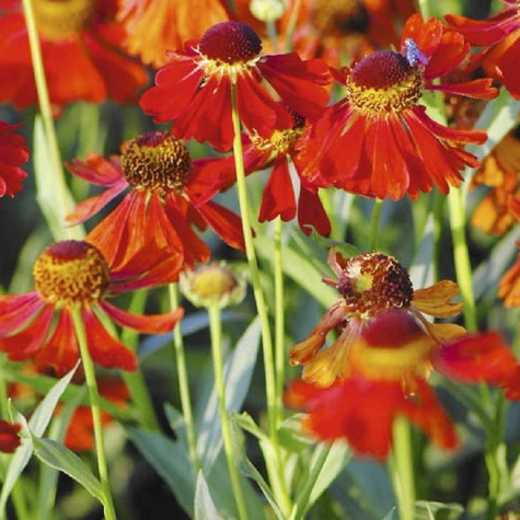 Dziełżan ogrodowy Rubinzwerg (C2)