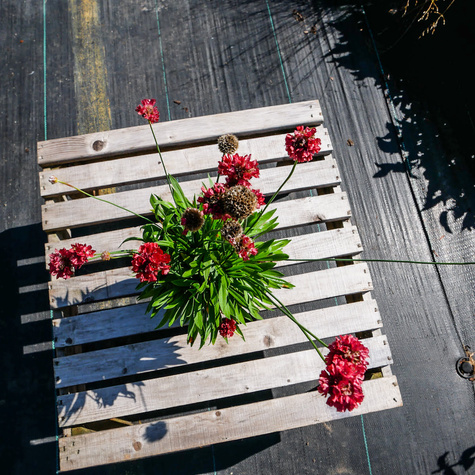 Zawciąg szerokilistny Ballerina Red (C2)