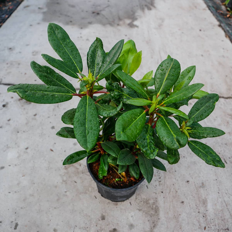 Rododendron Lumina (C2)