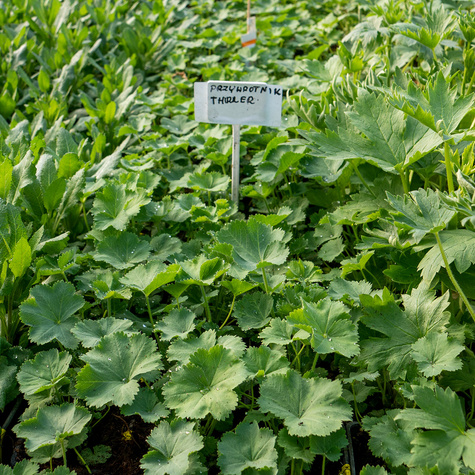 Przywrotnik ostroklapowy Thriller