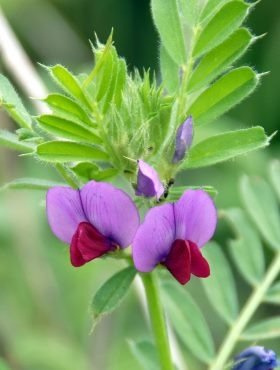 Wyka kosmata ozima cena za 1 kg