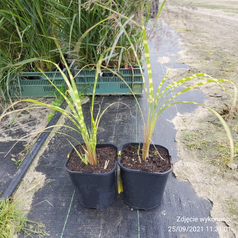 Miscanthus sinenesis Miskant chiński 'Giraffe'