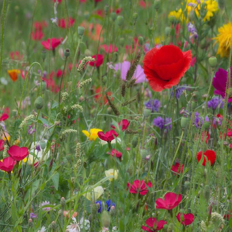 Łąka Kwietna Mieszanka Wspomnienie Dzieciństwa 2g kwiaty jednoroczne i wieloletnie