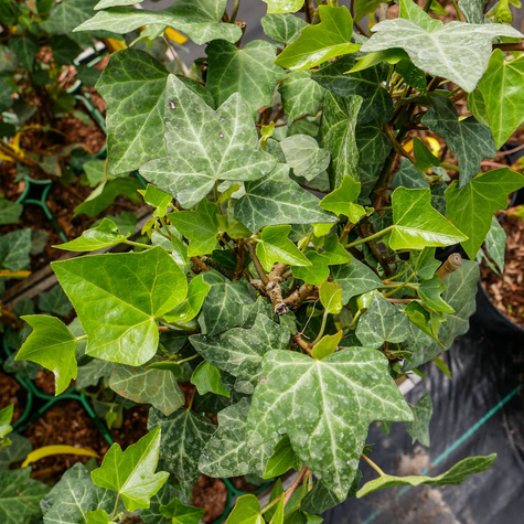 Bluszcz pospolity Białystok (C2)