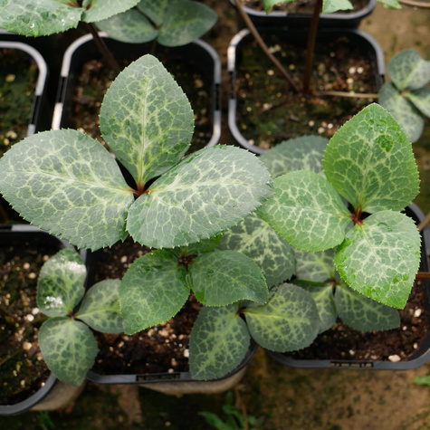 Ciemiernik Anna's Red (C2)