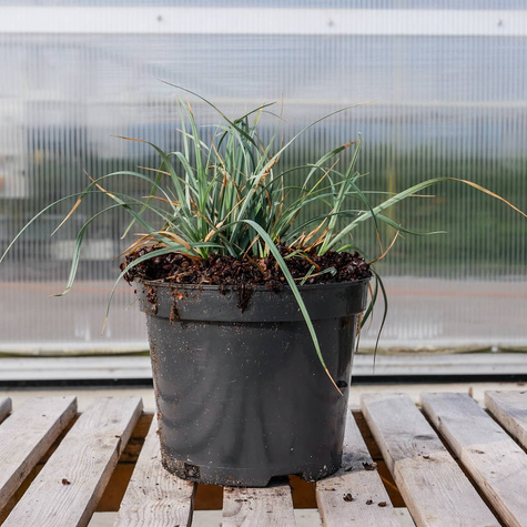 Turzyca prosowata Pamira