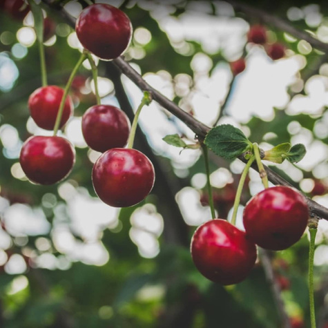 Wiśnia Wołyńska Plant Pack
