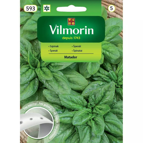 Nasiona na taśmie Szpinak Matador 7m