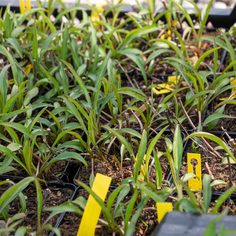 Aster krzaczasty Alice Haslam różowy (C2)