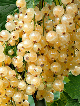 Porzeczka biała Blanca (C2)