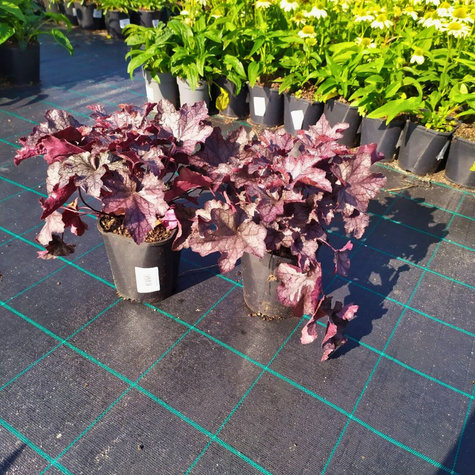 Żurawka kosmata Carnival Rose Granita (C2)