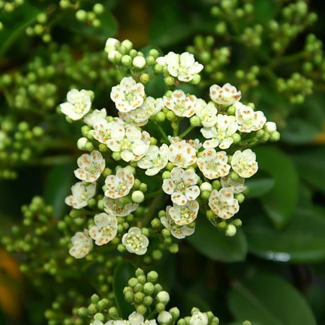 Ognik Szkarłatny Mohave (C2)