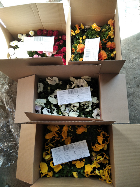 Zestaw Stokrotek 6 białej + 6 czerwonej Stokrotka Stokrotki