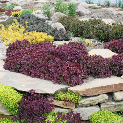 Rozchodnik Sunsparkler Firecracker (C2)