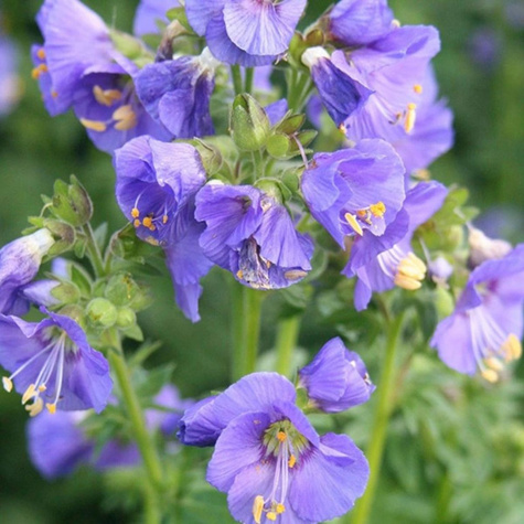 Wielosił błekitny Bambino Blue (C2)