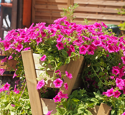 Surfinia różowa NOWOŚĆ Sadzonka