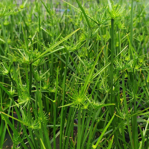 Papirus cibora Cedric 