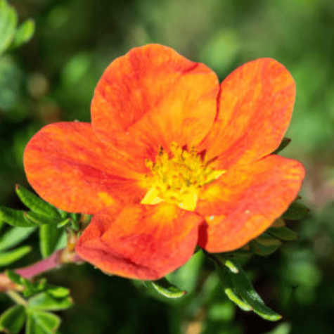 Pięciornik krzewiasty Hopley's Orange (C2)