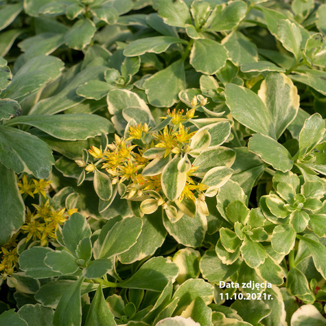 Rozchodnik kamczacki Variegatum (C2)