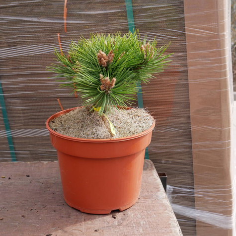 Sosna gęstokwiatowa Low Glow NP