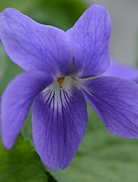 Fiołek wonny Sweet Violet pachnący  jadalny 0,3g