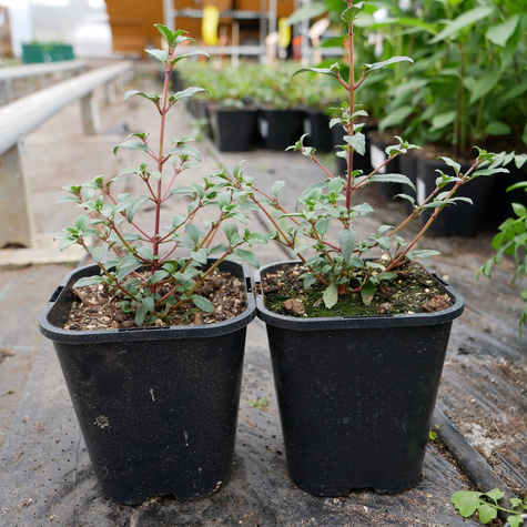 Fuksja magellańska Riccartonii (C2)