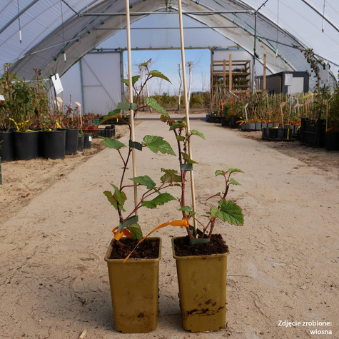 Jeżyna trójbarwna Tricolor