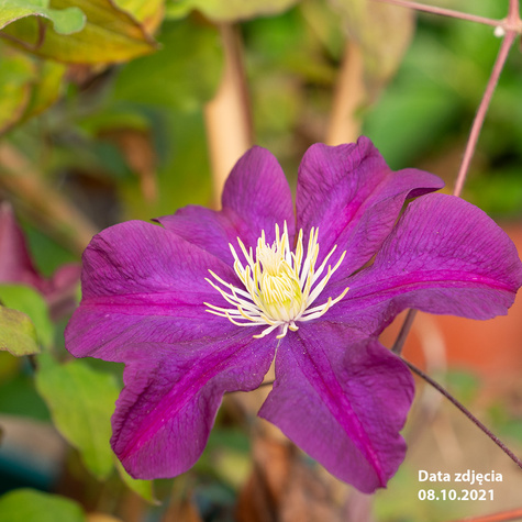 Powojnik wielkokwiatowy Warszawska Nike