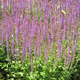 Szałwia omszona Amethyst (C2)