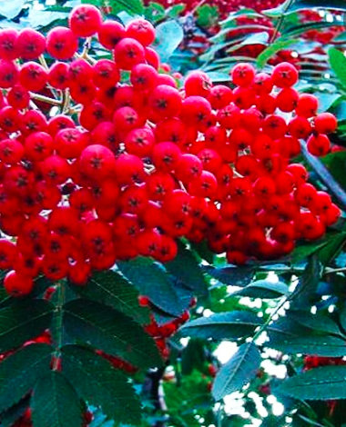 Jarząb jadalny Moravica