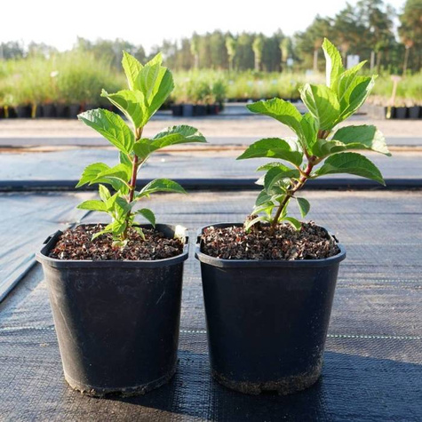 Hortensja bukietowa Living Infinity (C2)