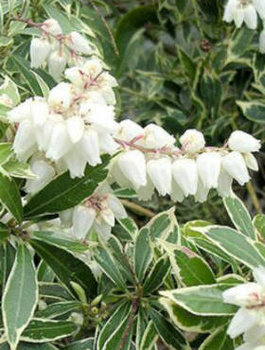 Pieris japoński Variegata (C2)